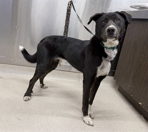 REESE, a dog for adoption from Fairbanks North Start Borough Animal Control