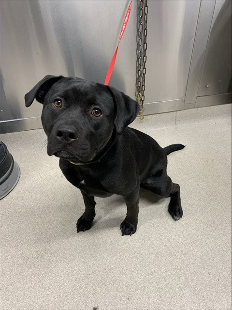 ELECTRA, a dog for adoption from Fairbanks North Start Borough Animal Control