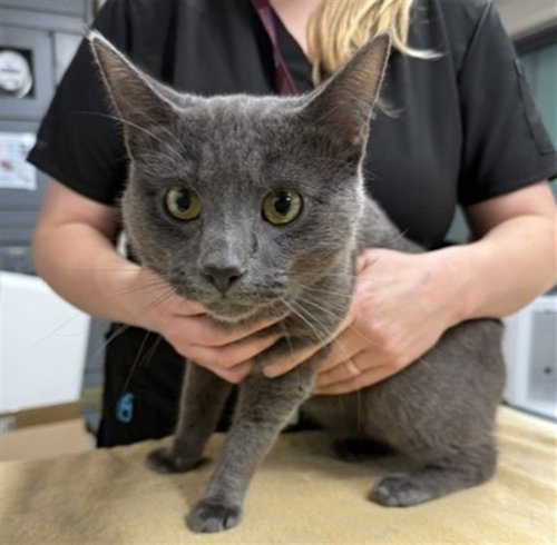 DANNY PHANTOM, a cat for adoption from Fairbanks North Start Borough Animal Control