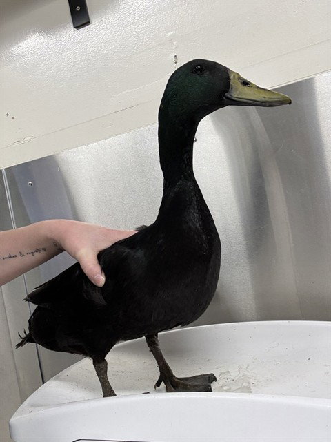 *DUCK NORRIS, a poultry for adoption from Fairbanks North Start Borough Animal Control