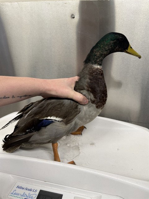 *QUACK EFRON, a poultry for adoption from Fairbanks North Start Borough Animal Control