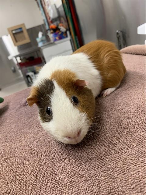*PICASSO, a guinea pig for adoption from Fairbanks North Start Borough Animal Control