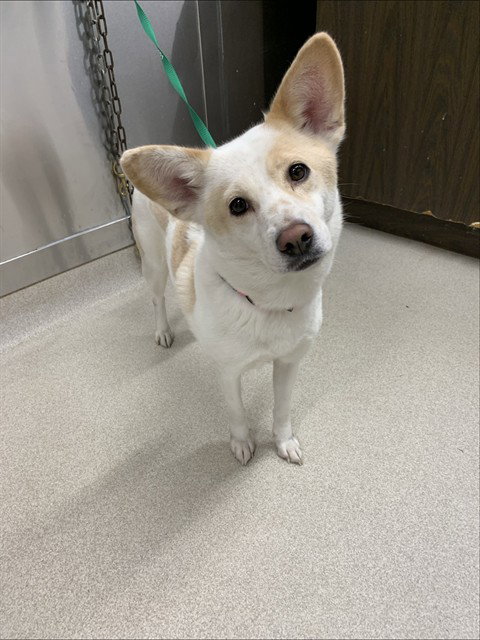LUNA BEVERLY, a dog for adoption from Fairbanks North Start Borough Animal Control