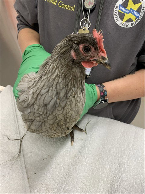 *MOE, a poultry for adoption from Fairbanks North Start Borough Animal Control