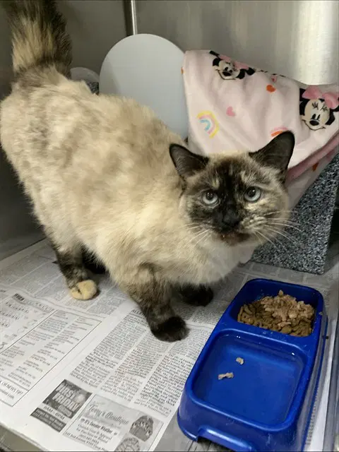 Snowflake - Domestic Short Hair
