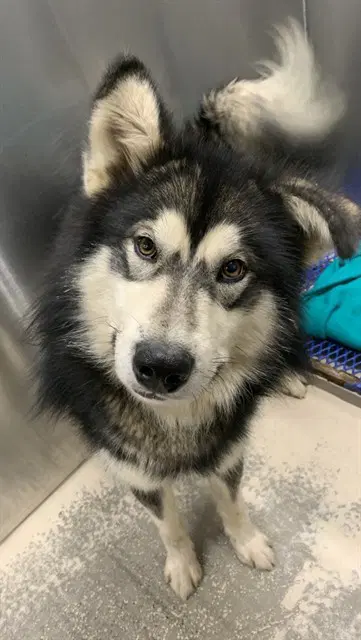 Pup - Alaskan Malamute