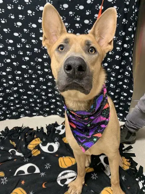 Choco - German Shepherd Dog