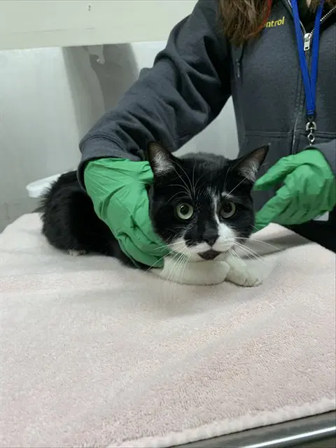 Rosy - Domestic Short Hair