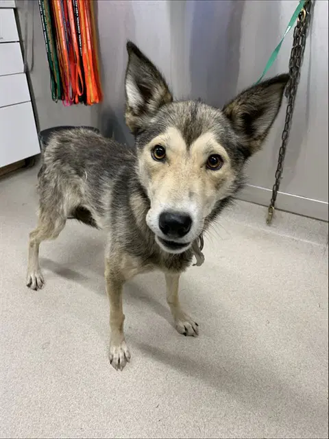 Marilyn - Husky