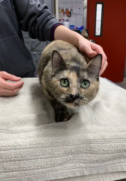 Marni - Domestic Short Hair