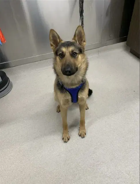 Falkor - German Shepherd Dog