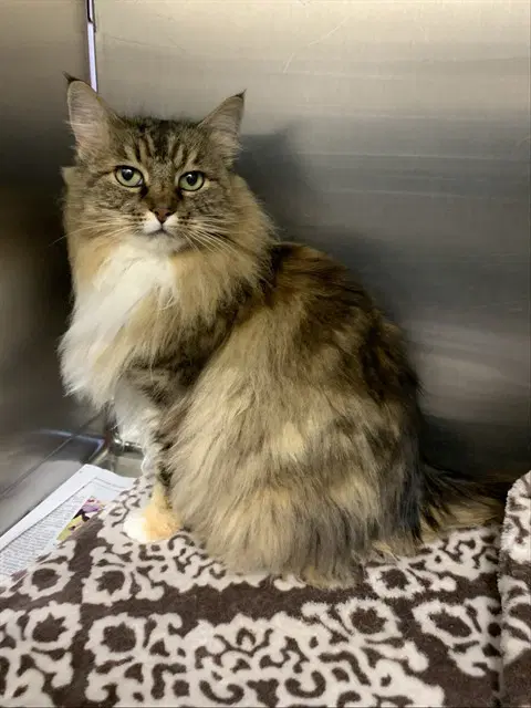 Snow - Domestic Long Hair