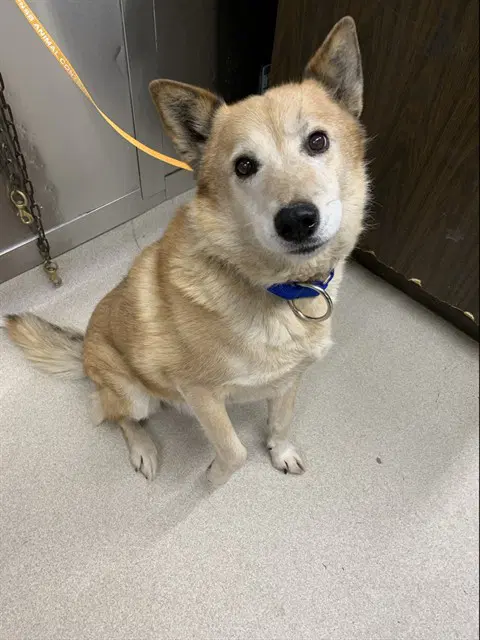 Rocky - Husky