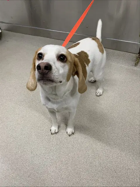 Mary Jane - Beagle