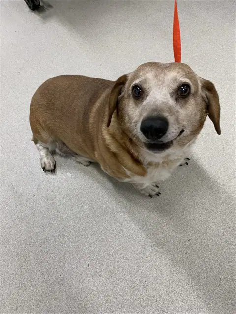 Huckaberry - Dachshund