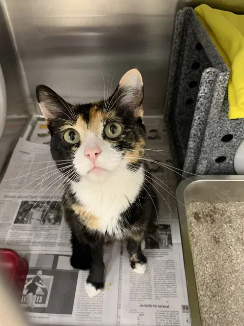 Freckles - Domestic Short Hair
