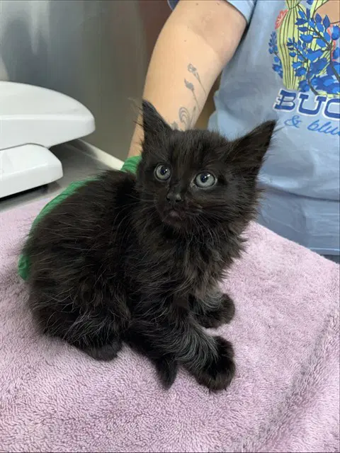 Edwina - Domestic Short Hair