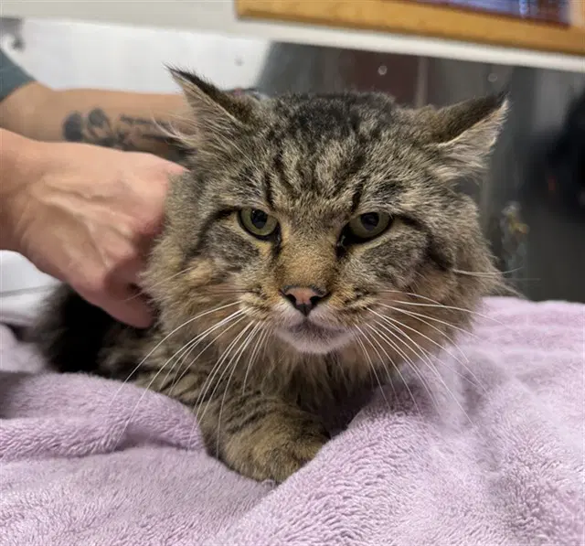 Phantom - Domestic Medium Hair