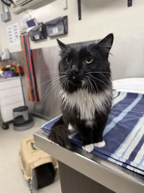 Mash-Mama - Domestic Medium Hair