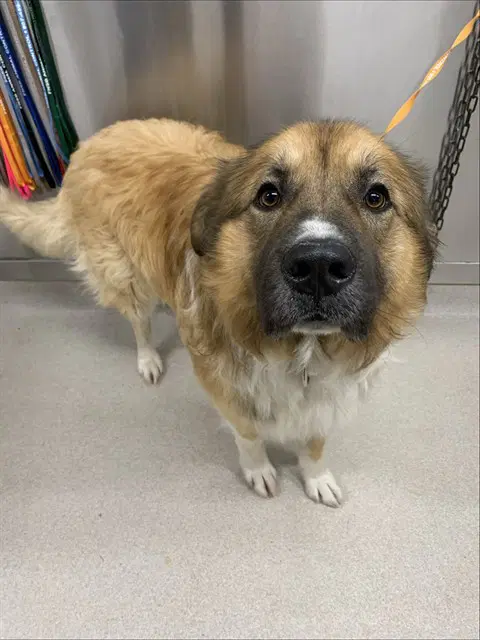 Tiny - Anatolian Shepherd