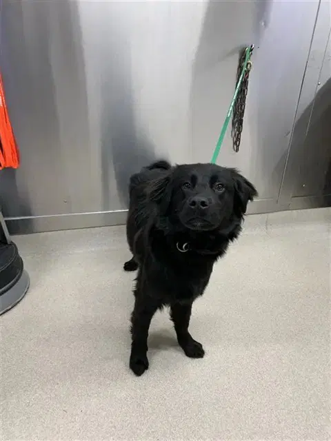 Overdrive - Flat-coated Retriever