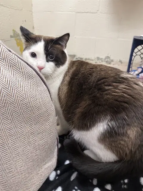 Moose - Domestic Short Hair