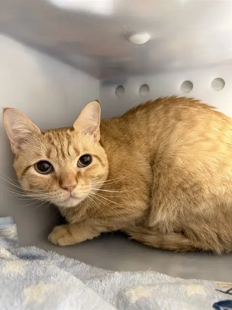 Molly - Domestic Short Hair