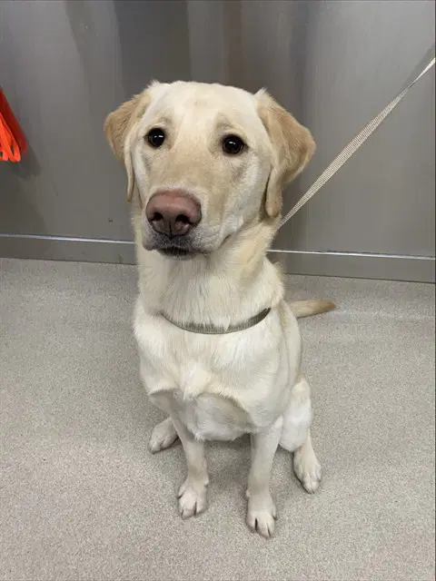 Max - Labrador Retriever