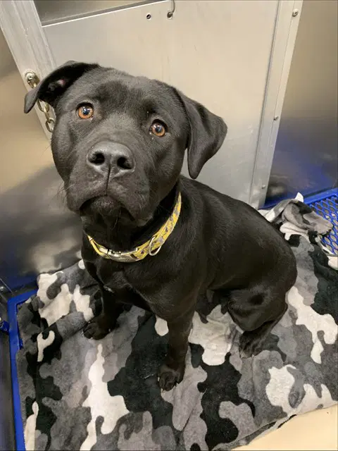 Electra - Labrador Retriever