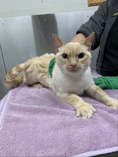 Dexter - Domestic Short Hair