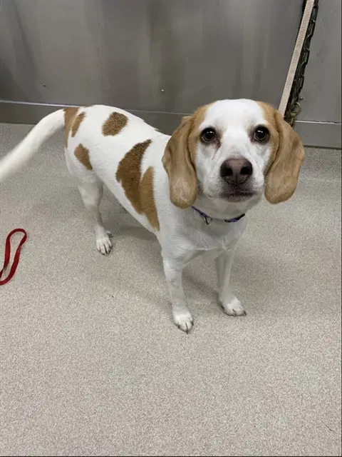 Mary Jane - Beagle