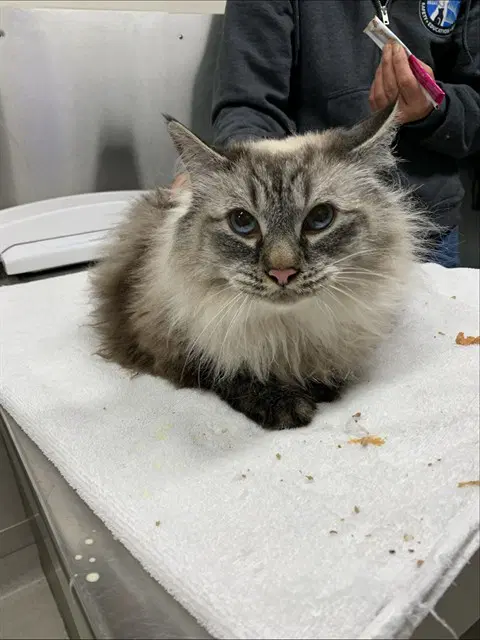 Sky - Domestic Long Hair