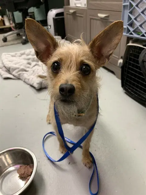 Poppy - Chihuahua