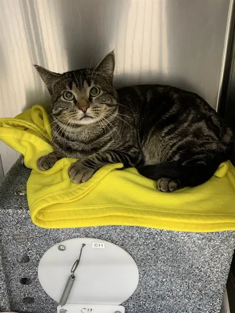 Zoot - Domestic Short Hair