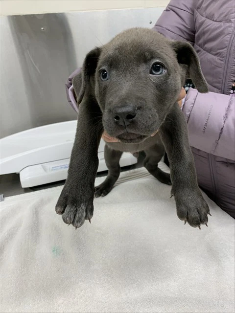 Sokka