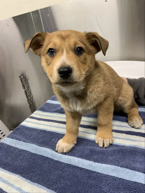 Lucas - Australian Cattle Dog/Blue Heeler