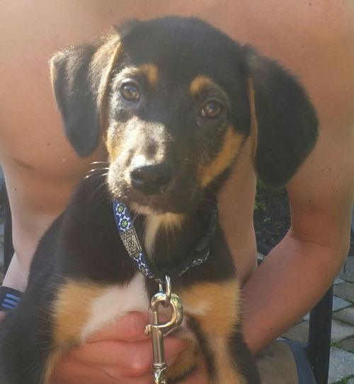 Jack - Has a Foster Home