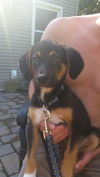 Jack - Has a Foster Home
