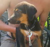 Jack - Has a Foster Home