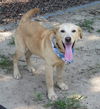 Caleb - Has a Foster-to-adopt Home