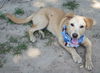 Caleb - Has a Foster-to-adopt Home