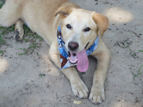 Caleb - Has a Foster-to-adopt Home