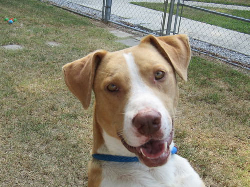 Herman - Has a Foster-To-Adopt-Home