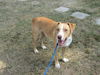 Herman - Has a Foster-To-Adopt-Home