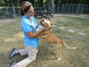 Herman - Has a Foster-To-Adopt-Home