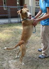 Herman - Has a Foster-To-Adopt-Home