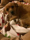 Annie