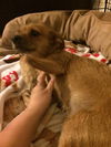 Annie
