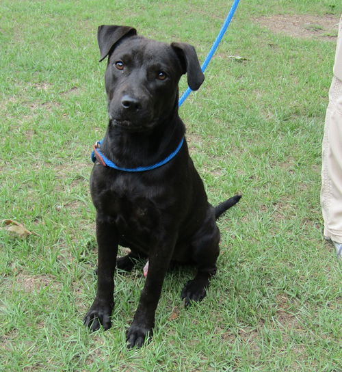 Phantom - Has a Foster-to-Adopt Home