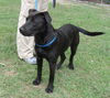Phantom - Has a Foster-to-Adopt Home